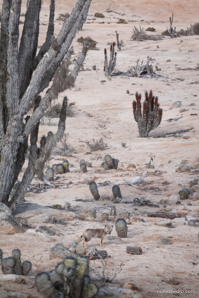 Fox in Atacama Desert