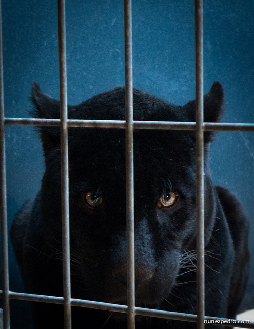 Panther